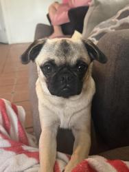 Lost Female Dog last seen Close to sierra vista High school, Dinuba, CA 93618