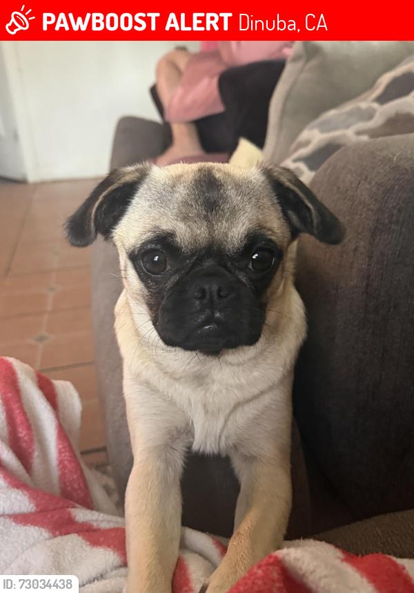 Lost Female Dog last seen Close to sierra vista High school, Dinuba, CA 93618