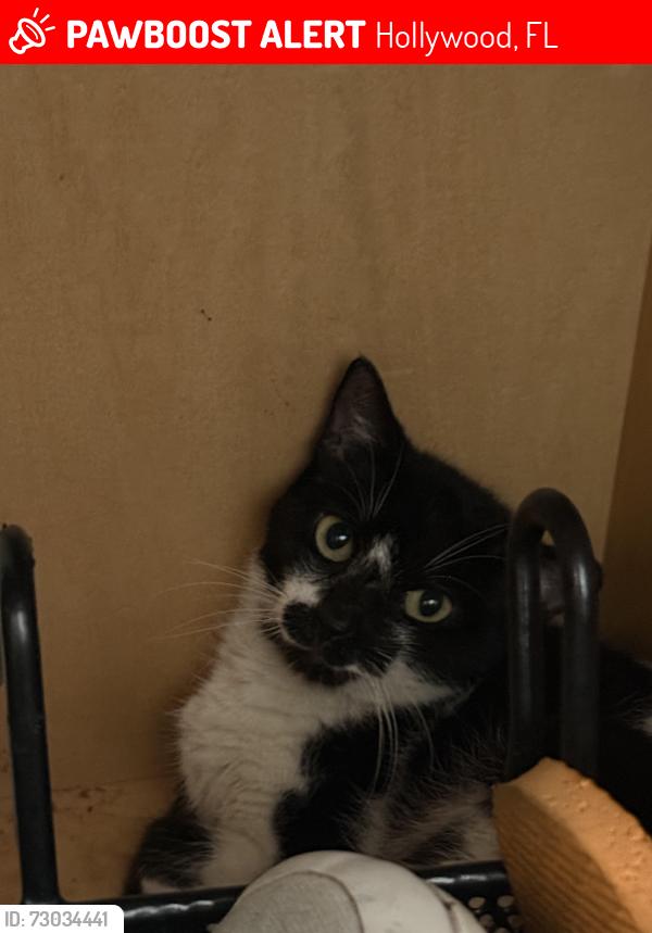 Lost Male Cat last seen Near ave johnson, Hollywood, FL 33021