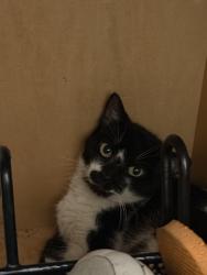 Lost Male Cat last seen Near ave johnson, Hollywood, FL 33021
