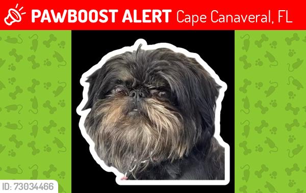 Lost Female Dog last seen City Hall, Cape Canaveral, FL 32920