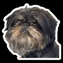 Lost Female Dog last seen City Hall, Cape Canaveral, FL 32920