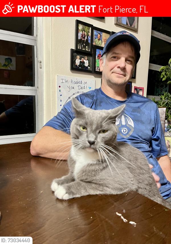 Lost Female Cat last seen Chamberlain , Fort Pierce, FL 34946