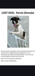 Lost Female Dog last seen Magnolia Street, Bolivar Peninsula, TX 77650