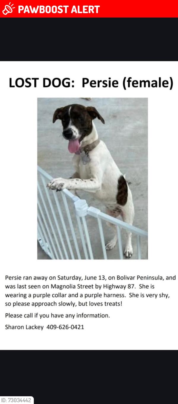 Lost Female Dog last seen Magnolia Street, Bolivar Peninsula, TX 77650