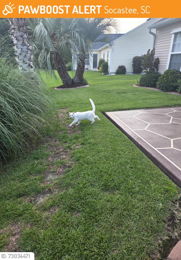 Found/Stray Unknown Cat last seen Tibton Circle , Socastee, SC 29588