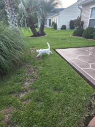 Found/Stray Unknown Cat last seen Tibton Circle , Socastee, SC 29588