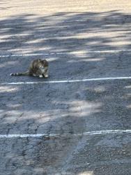 Found/Stray Unknown Cat last seen Montessori school parking lot on 26th Street, between Sunset and Irene, Boise, ID 83702