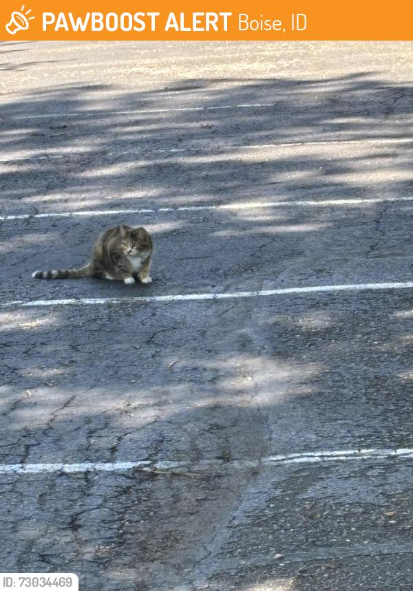 Found/Stray Unknown Cat last seen Montessori school parking lot on 26th Street, between Sunset and Irene, Boise, ID 83702