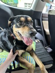 Found/Stray Female Dog last seen Lake Street and 35W bridge, Minneapolis, MN 55407