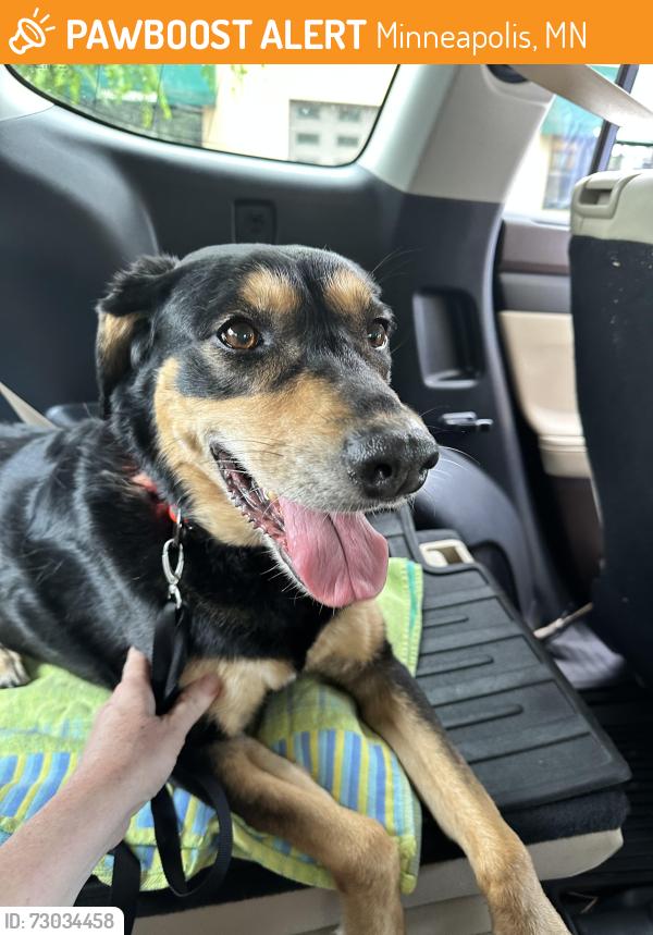 Found/Stray Female Dog last seen Lake Street and 35W bridge, Minneapolis, MN 55407
