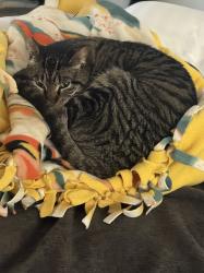 Lost Female Cat last seen Mission Green cndmniums near Fashion Valley Mall, San Diego, CA 92108