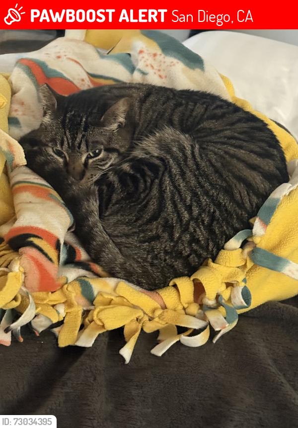 Lost Female Cat last seen Mission Green cndmniums near Fashion Valley Mall, San Diego, CA 92108