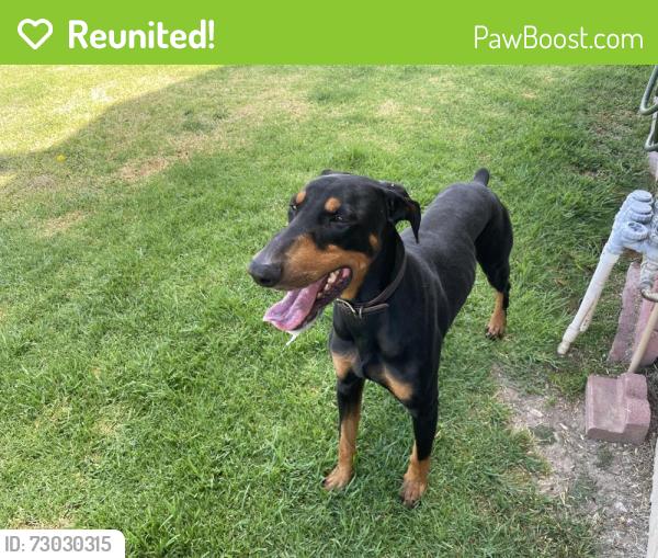 Reunited Male Dog last seen Francisquito Ave, Baldwin Park, CA, USA, Baldwin Park, CA 91746