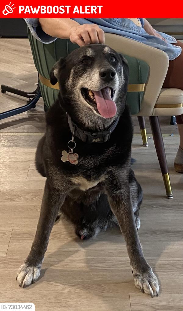 Lost Male Dog last seen Yellowstone Rd & Randalph, Cleveland Heights, OH 44121