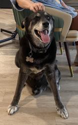 Lost Male Dog last seen Yellowstone Rd & Randalph, Cleveland Heights, OH 44121