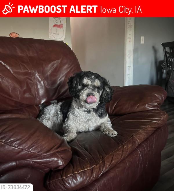 Lost Male Dog last seen A Riverside dr/ mcollister blv, Iowa City, IA 52246