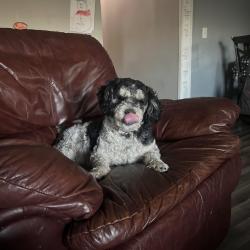 Lost Male Dog last seen A Riverside dr/ mcollister blv, Iowa City, IA 52246