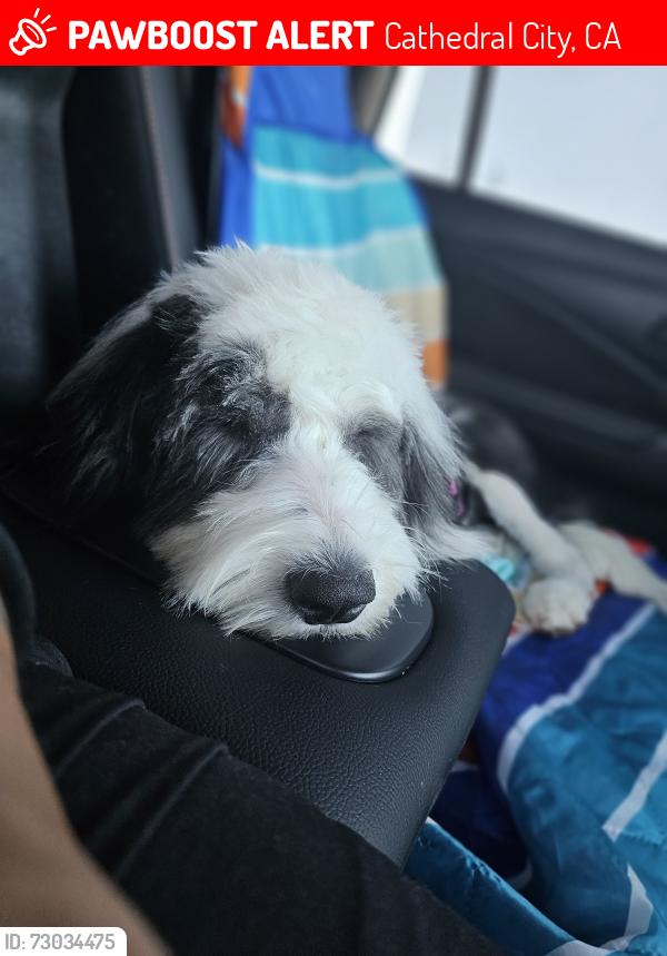 Lost Female Dog last seen Pueblo trail and cathedral canyon , Cathedral City, CA 92234