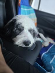 Lost Female Dog last seen Pueblo trail and cathedral canyon , Cathedral City, CA 92234