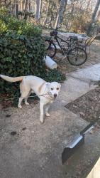 Lost Male Dog last seen Near Jeffry street, Silver Spring, MD 20906