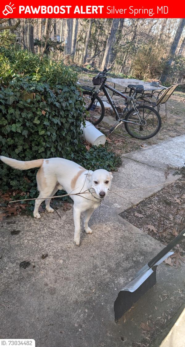 Lost Male Dog last seen Near Jeffry street, Silver Spring, MD 20906