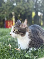Reunited Male Cat last seen Colorado St, Allentown , Allentown, PA 18103