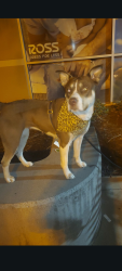 Lost Female Dog last seen On the property of Miranda's rescue, Fortuna, CA 95540
