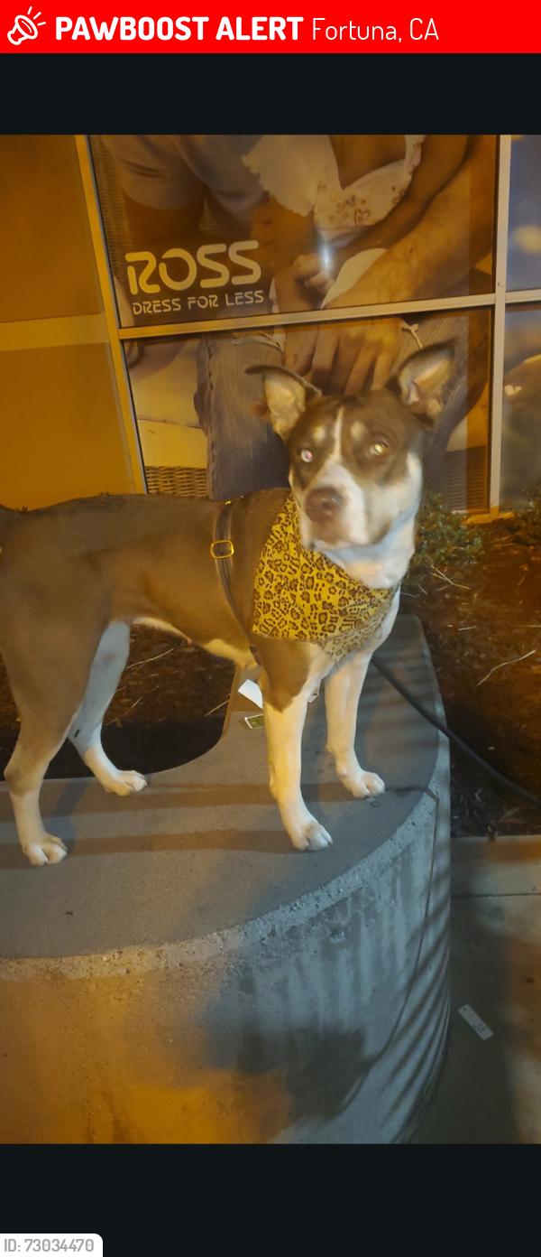 Lost Female Dog last seen On the property of Miranda's rescue, Fortuna, CA 95540