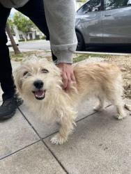 Reunited Female Dog last seen Beach and Lincoln, Anaheim, CA 92801