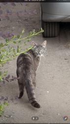 Found/Stray Unknown Cat last seen Quadra Street and Bay Street, Victoria, BC V8T 4C8