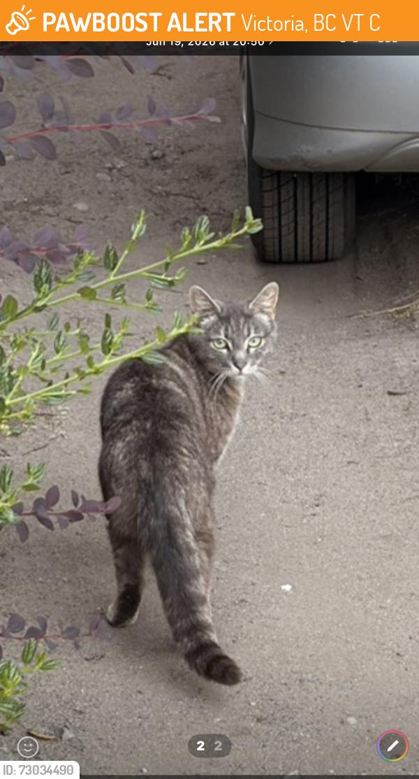 Found/Stray Unknown Cat last seen Quadra Street and Bay Street, Victoria, BC V8T 4C8