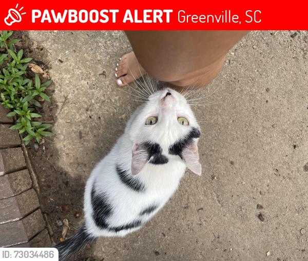Lost Male Cat last seen Andover and richbourg rd, Greenville, SC 29615