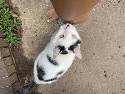 Lost Male Cat last seen Andover and richbourg rd, Greenville, SC 29615