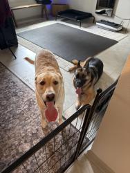 Found/Stray Male Dog last seen Summerlake Groves and Seidel, Horizon West, FL 34787