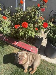 Lost Male Dog last seen Duffy st , Muscoy, CA 92407