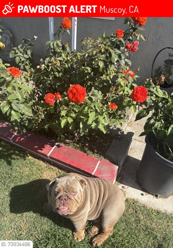 Lost Male Dog last seen Duffy st , Muscoy, CA 92407