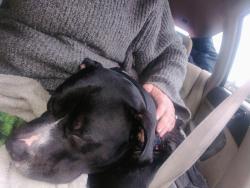 Lost Male Dog last seen 28th and powell by motel 6, Portland, OR 97214