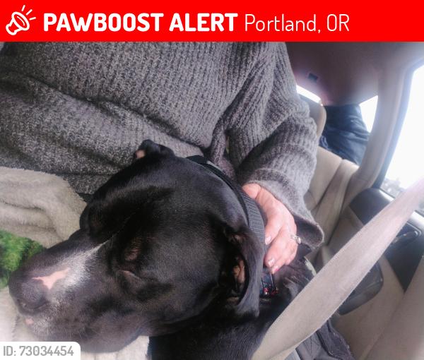 Lost Male Dog last seen 28th and powell by motel 6, Portland, OR 97214