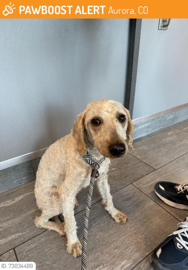 Found/Stray Female Dog last seen Quincy and reservoir, Aurora, CO 80015
