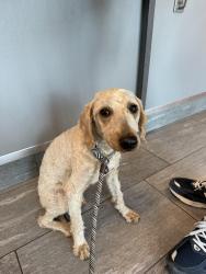 Found/Stray Female Dog last seen Quincy and reservoir, Aurora, CO 80015