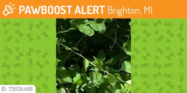 Found/Stray Unknown Cat last seen Stoneywood Drive Brighton Michigan Forest Area on the North Side, Brighton, MI 48116