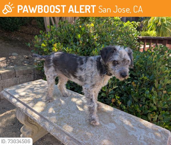 Found/Stray Male Dog last seen Evergreen park , San Jose, CA 95135
