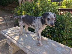Found/Stray Male Dog last seen Evergreen park , San Jose, CA 95135