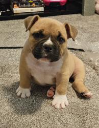 Lost Female Dog last seen Evanston st, Fayetteville, NC 28314