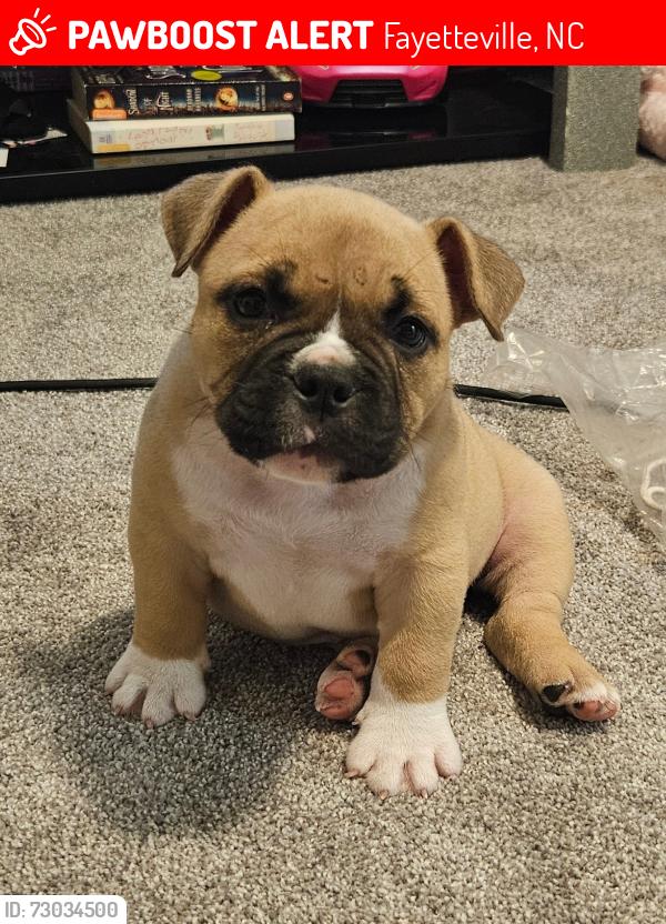 Lost Female Dog last seen Evanston st, Fayetteville, NC 28314