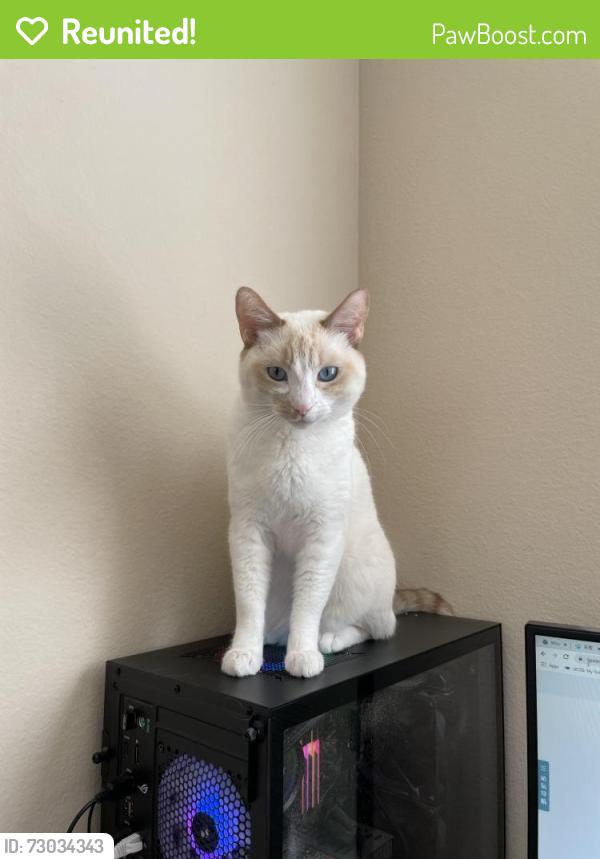 Reunited Female Cat last seen Near 129th Ave SE, Bellevue, WA, 98005, Bellevue, WA 98005