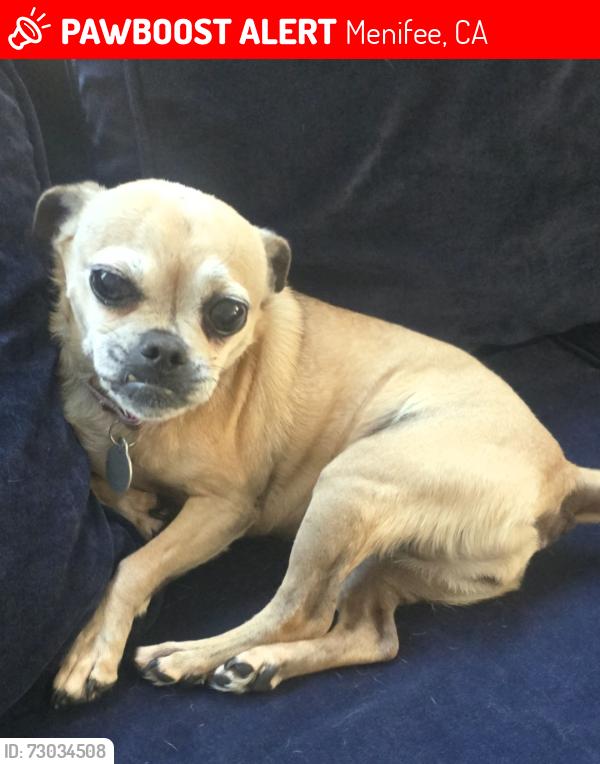 Lost Female Dog last seen Menifee Rd/ Scott Rd , Menifee, CA 92584