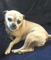 Lost Female Dog last seen Menifee Rd/ Scott Rd , Menifee, CA 92584