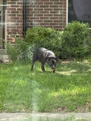 Found/Stray Female Dog last seen Bouquet Dr and surrounding streets, Frisco, TX 75035